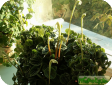 Peperomia