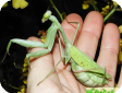 Hierodula membranacea 