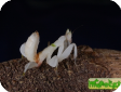 Hymenopus coronatus (Орхидейный богомол)