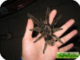 Grammostola grossa