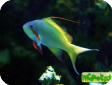 Pseudanthias huchtii 