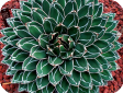 Agave
