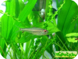 Hemigrammus bellottii