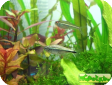 Hemigrammus rodwayi