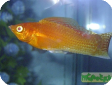 Poecilia velifera