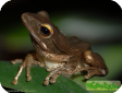 Polypedates leucomystax