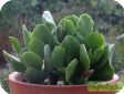Adromischus