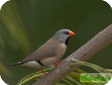 Poephila acuticauda