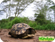 Kinixys belliana 