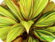 Cordyline