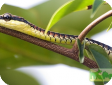 Dendrelaphis kopsteini