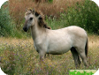 Соррая (Sorraia) 
