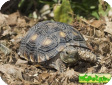 Gopherus berlandieri