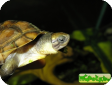Mauremys mutica (Азиатская цветная прудовая)