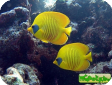 Chaetodon semilarvatus 