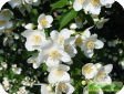 Jasminum