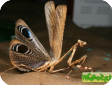 Pseudempusa pinnapavonis 