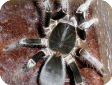 Ephebopus fossor