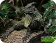 Hydrosaurus amboinensis