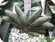 Gasteria