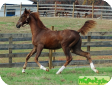 Американская верховая (American Saddlebred)