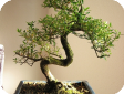 Serissa