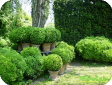 Buxus