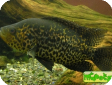 Parachromis managuensis