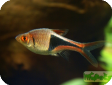 Rasbora heteromorpha