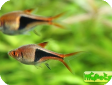 Trigonostigma heteromorpha (Rasbora heteromorpha)