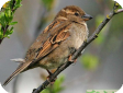 Passer domesticus