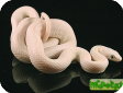 Elaphe obsoleta lindheimeri  