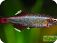 Tanichthys albonubes