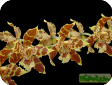 Odontoglossum