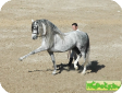Андалузская (Andalusian)
