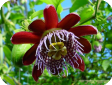Passiflora