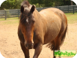 Латвийская (Latvian Horse) 