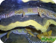 Hemitheconyx caudicinctus 