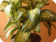 Dieffenbachia