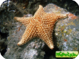 Oreaster reticulatus