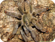 Psalmopoeus cambridgei