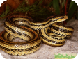 Elaphe bimaculata