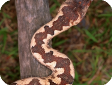 Candoia carinata
