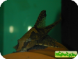 Sturisoma aureum