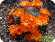 Rebutia