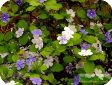 Brunfelsia