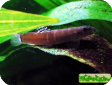 Schistura balteata