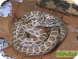 Spalerosophis atriceps