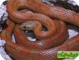 Elaphe obsoleta rossalleni  