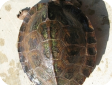 Cyclemys tcheponensis 